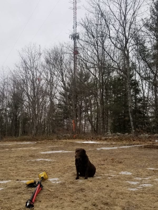 photo of penny the dog in front of radio tower